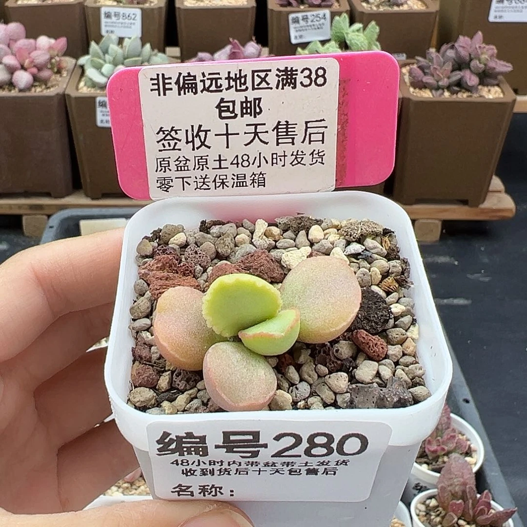 280磨砂蛋多肉植物