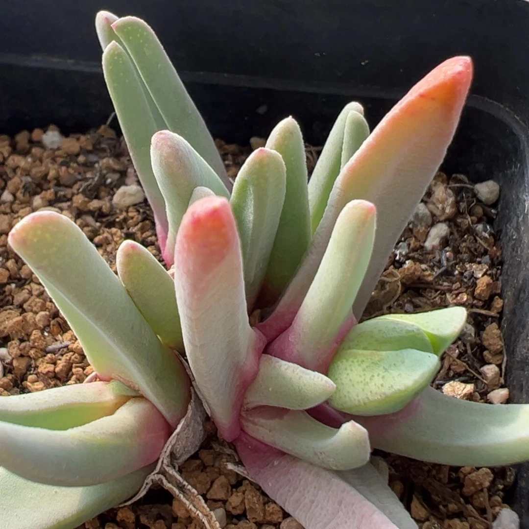 69多肉植物百科知识