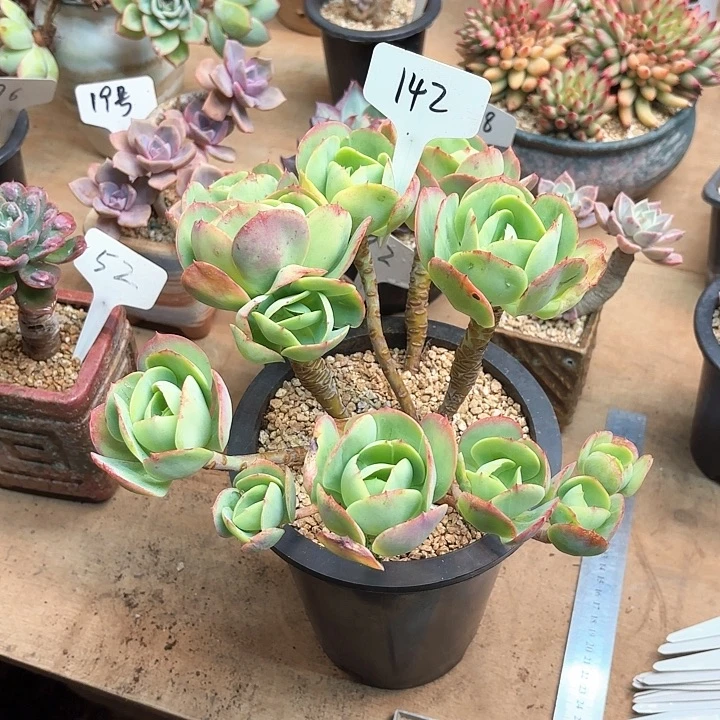 冬***花多肉植物，鸡蛋碧桃142号