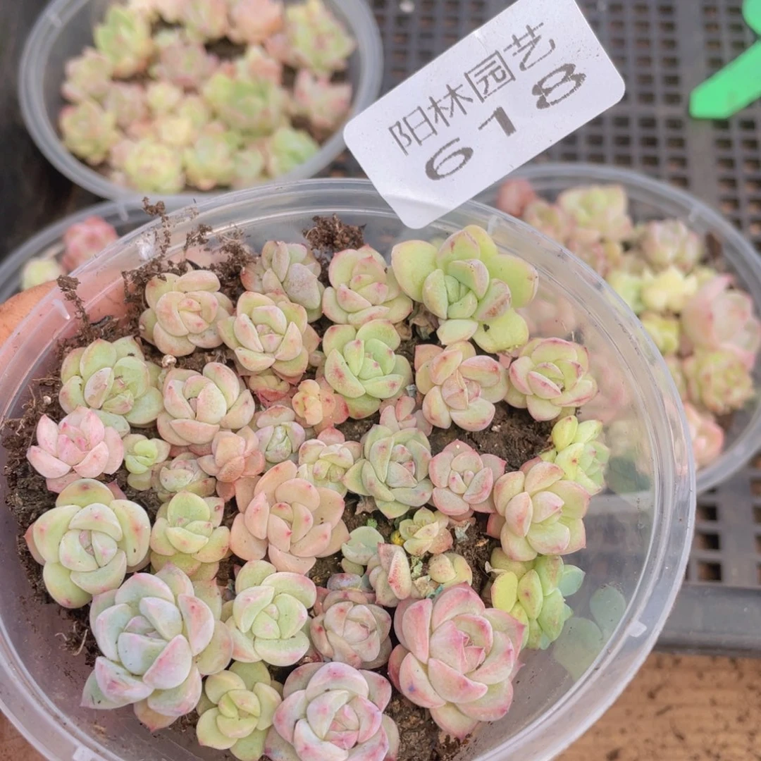 多肉植物多肉植物618