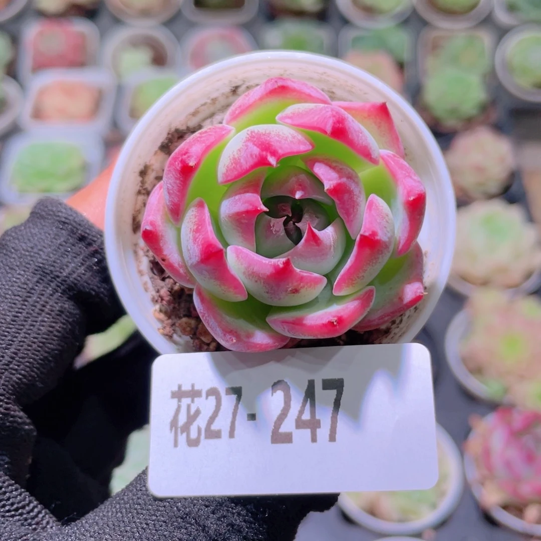 花利美27-247吉娃娃