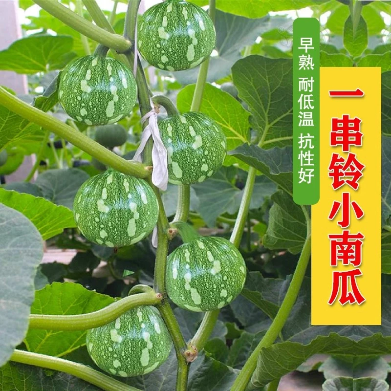 嫩早一串铃南瓜种种子阳台高产早熟小南瓜籽四季庭院种植蔬菜种子