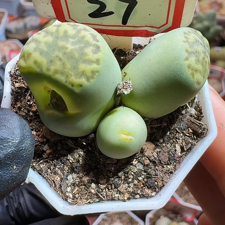 瀞生石花1111111。   192