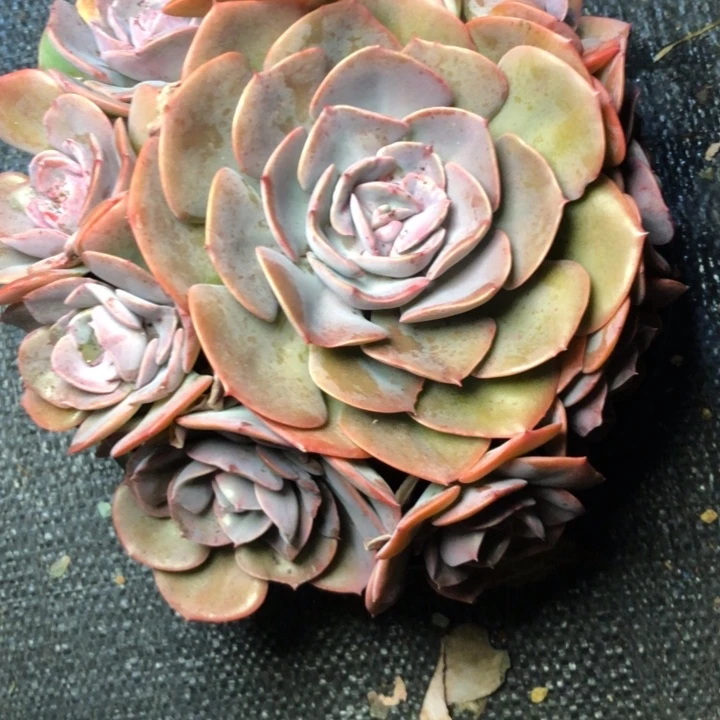 云*72///////////////////