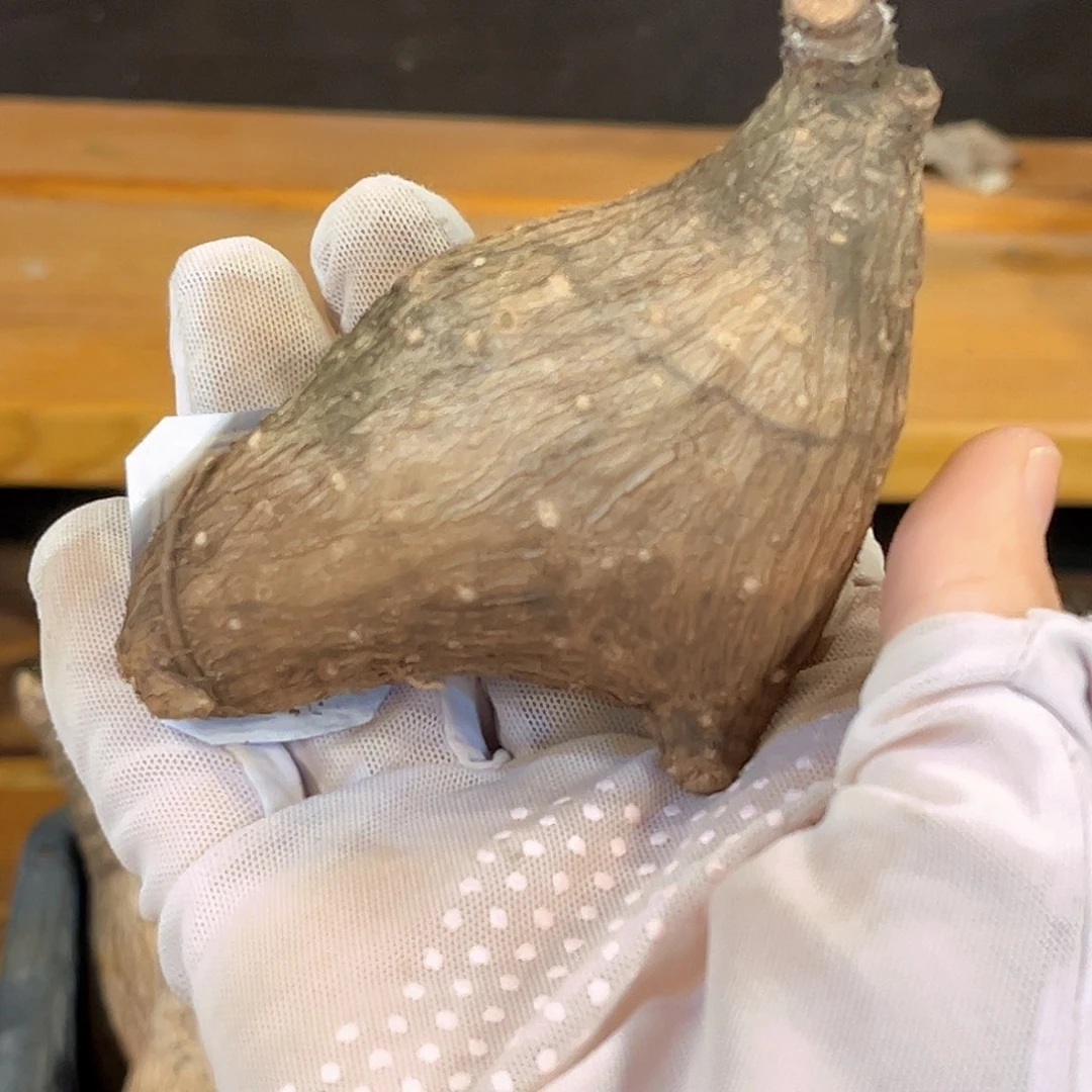 奇异油柑，13号，海狮造型