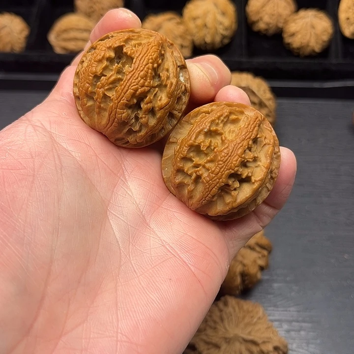 黄杨木突突突突突突突突