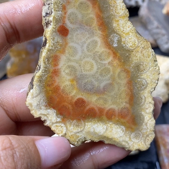 【闪购商品】未镶嵌珊瑚玉硅化玉