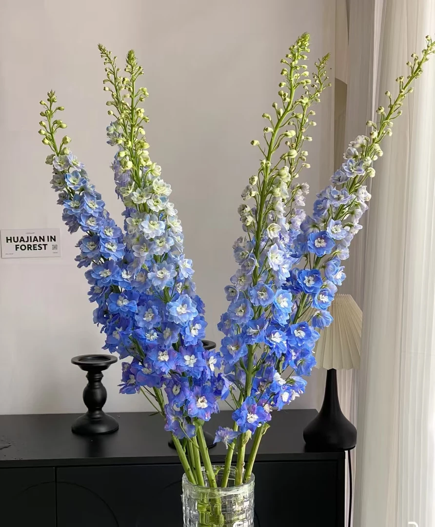 SS级【蓝色大飞燕鲜切花】DR云南基地直发 温柔高级风满满