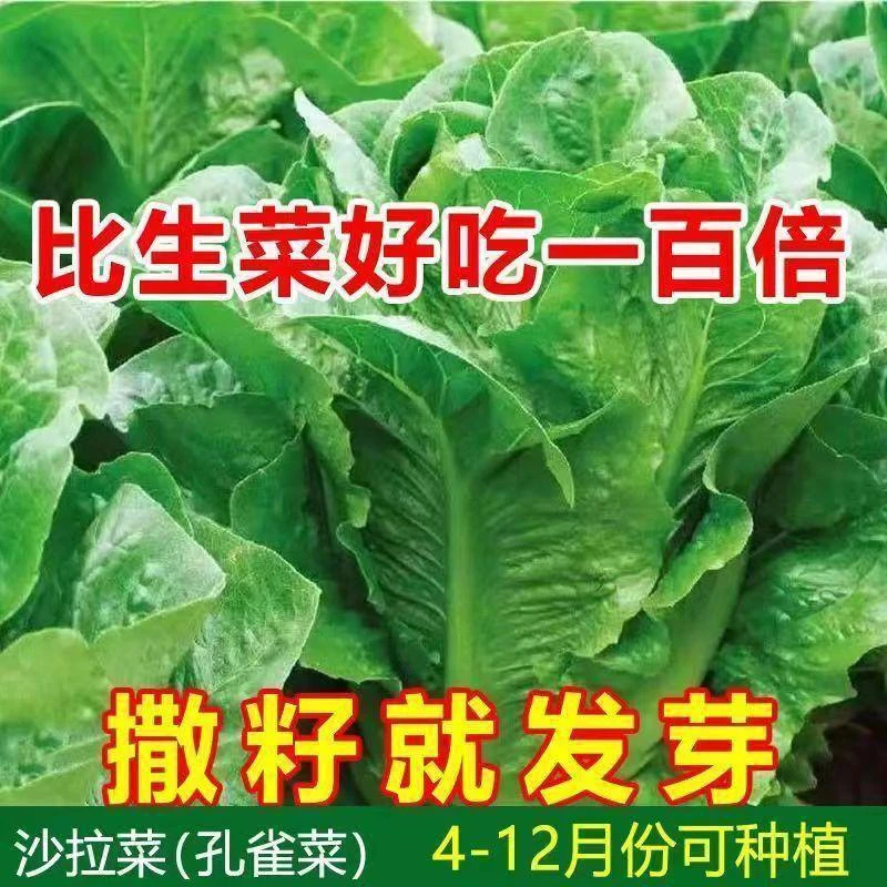 【全店满5包包邮】四季孔雀菜种子  好吃脆甜快菜