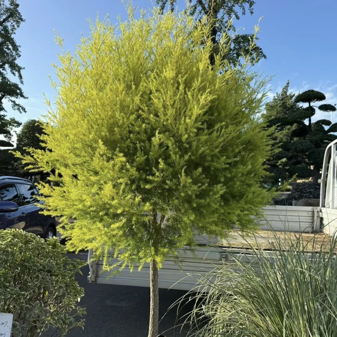 千层金【黄金香柳】棒棒糖可变色木本植物美观四季易养客厅阳台盆栽