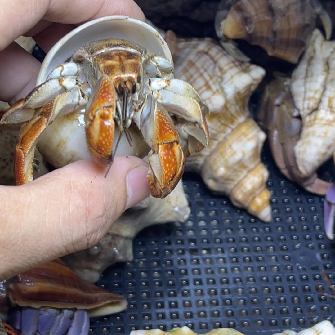 三点五口厄瓜寄居蟹