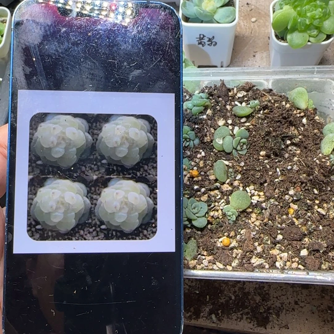 水母中苗穴一个满25包邮