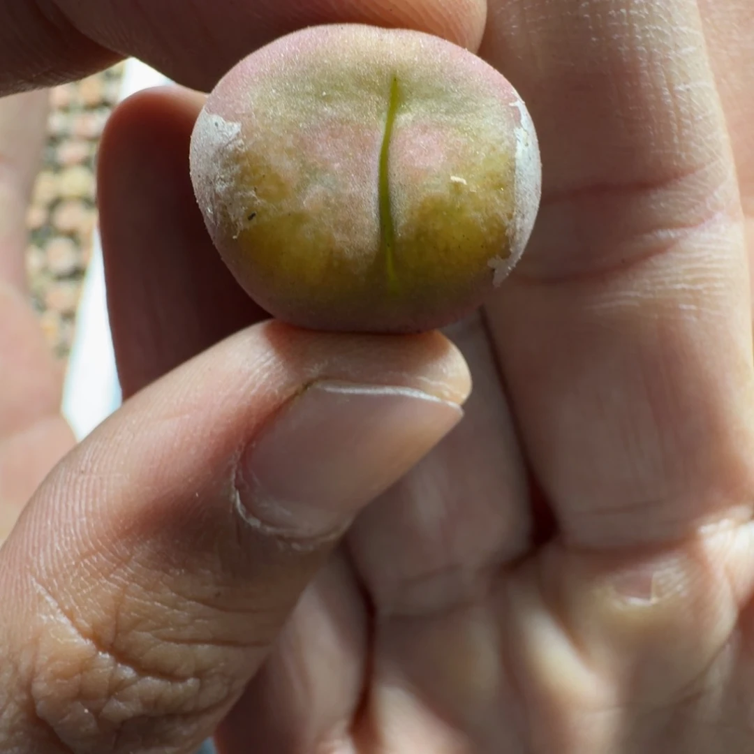 3368。水蜜桃一颗