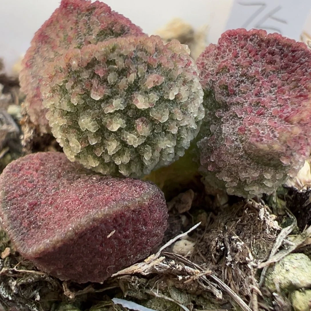 实生新品多肉植物水泡