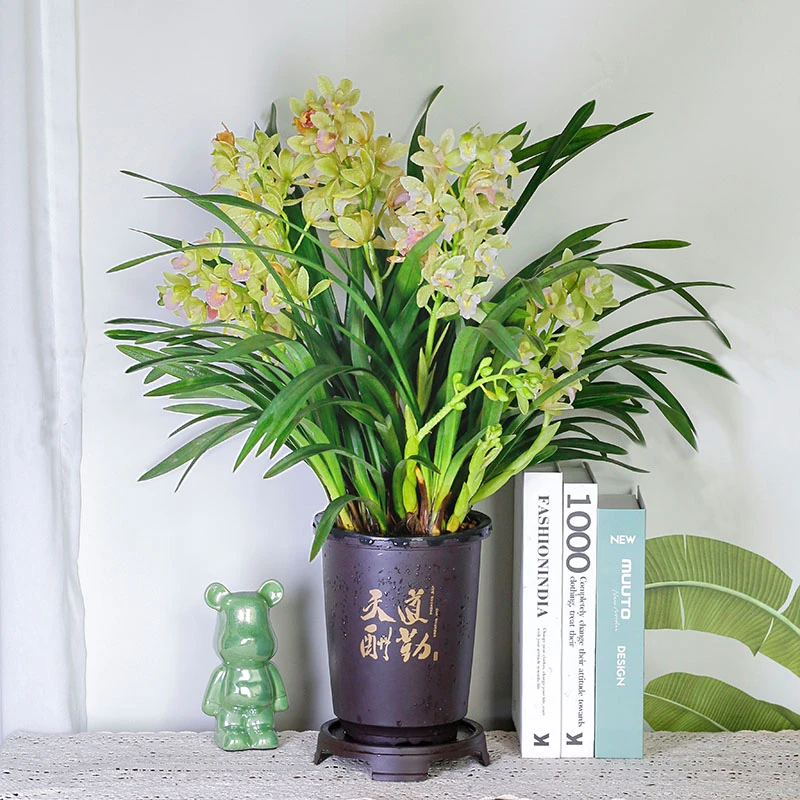 精品兰花【绿宝石】蕙兰室内绿植盆栽兰花好养