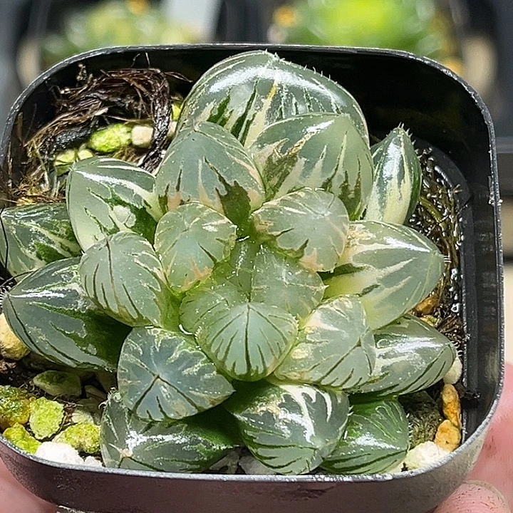 104变异龙爪玉露锦