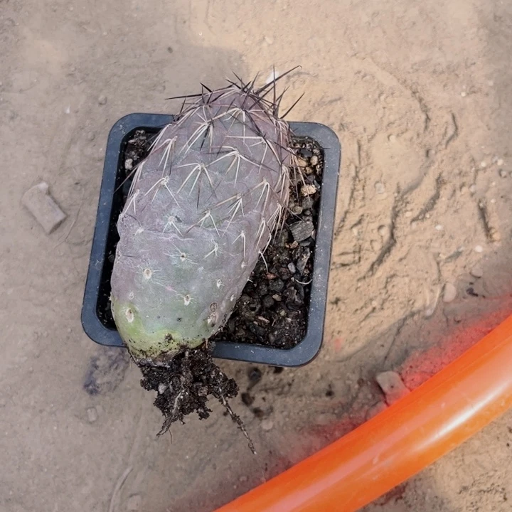 不****）紫皮鹅蛋习志野落地生根