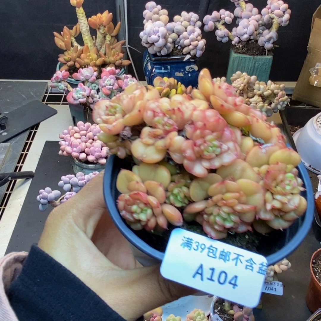 104蜡牡丹多肉8cm