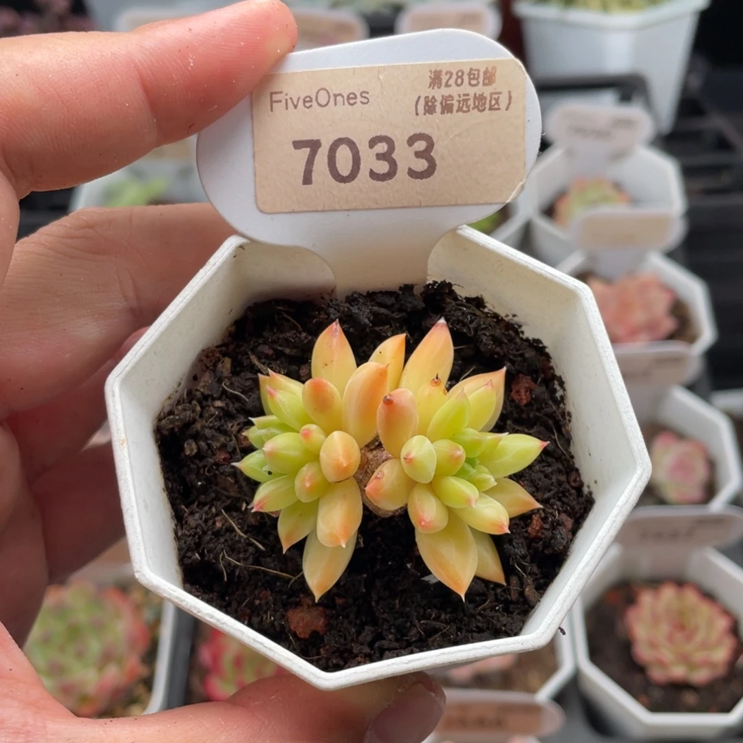 甲骨文7033-4.5厘米
