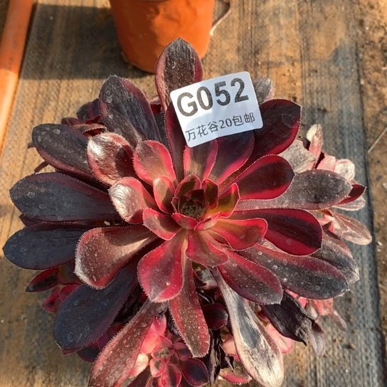 052香奈鹅多肉植物