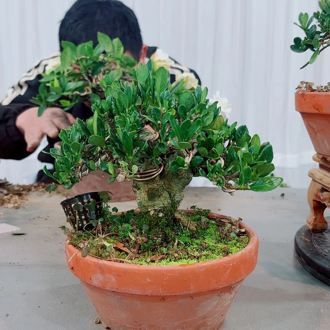 红陶远*小叶达摩