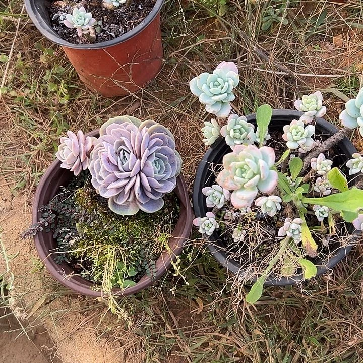 山***狗多肉植物实物直播实物158