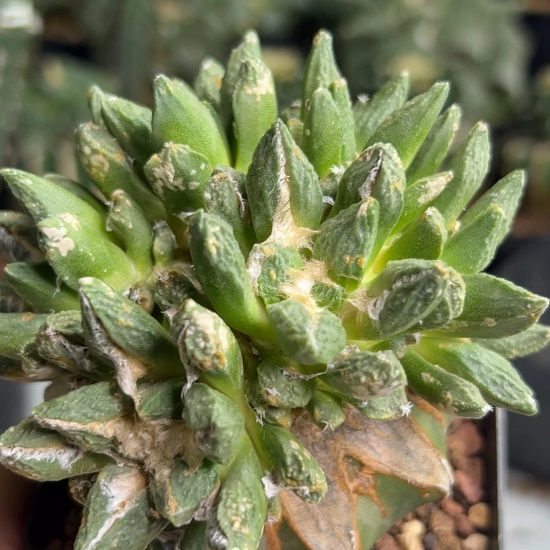 644 盲盒不许退花怒