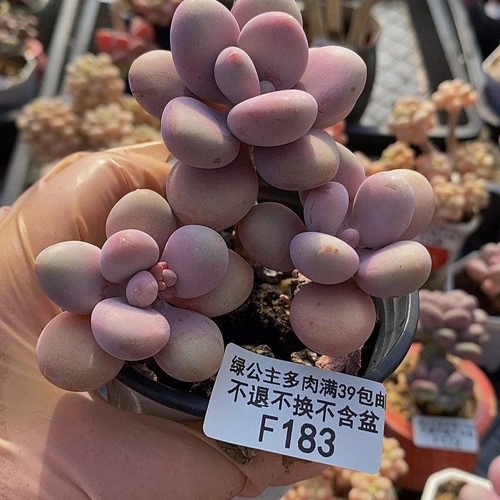 糖果桃蛋老桩183多肉植物