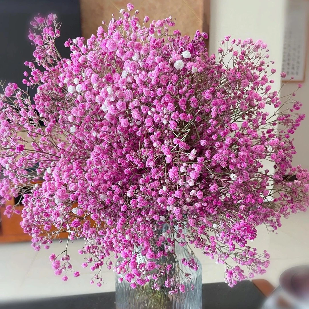 满天星神仙配花  可做干花