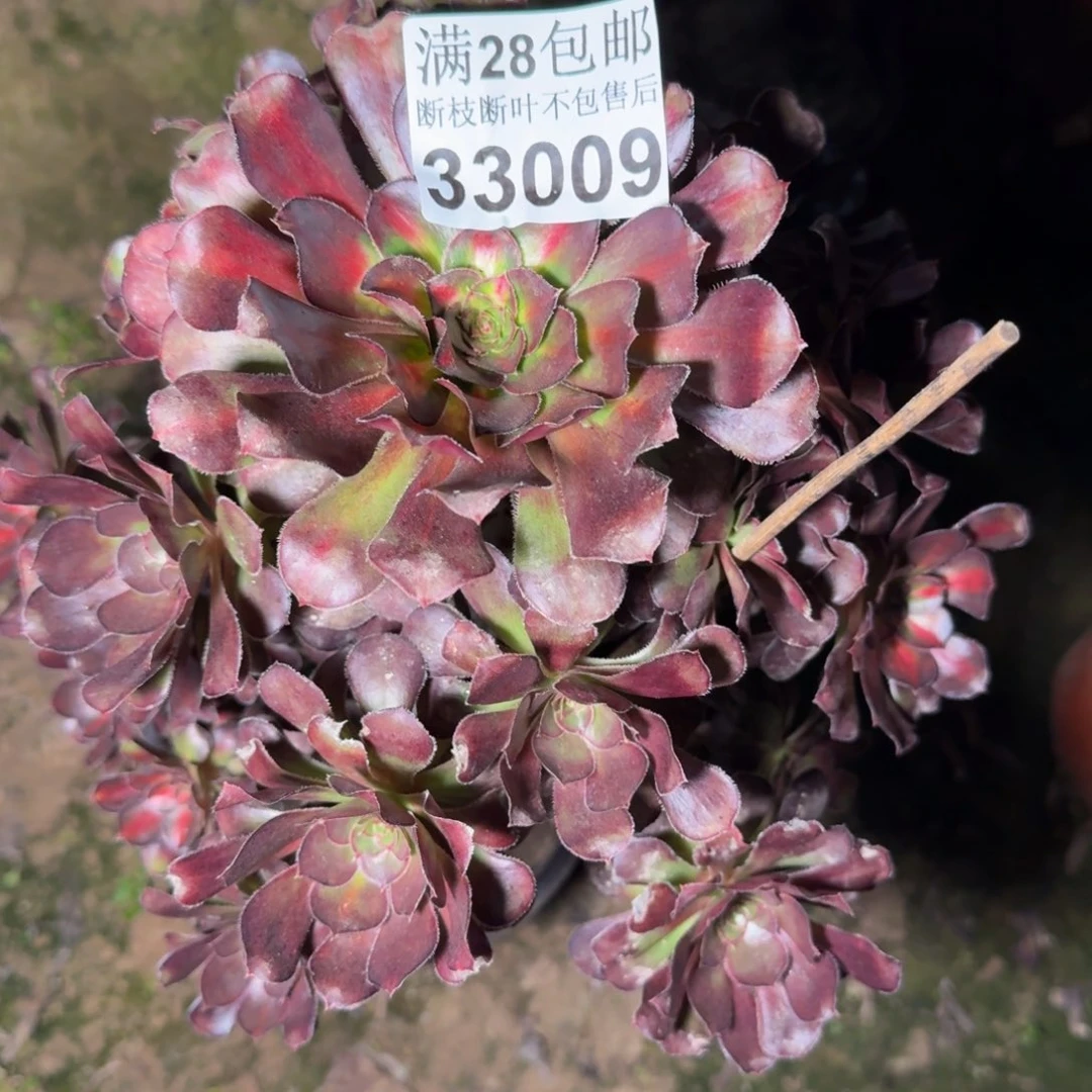 33009晚霞多肉植物