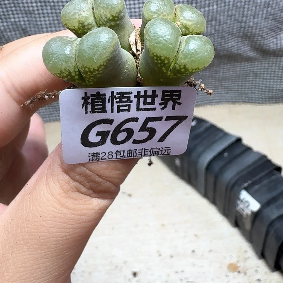 多肉植物的润泽额fg
