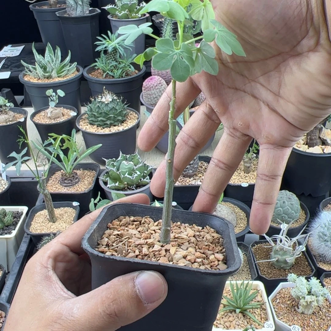 幻蝶曼扦插一物一拍带盆发