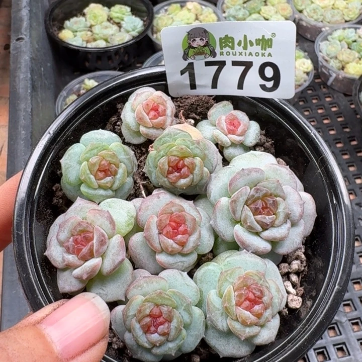 多肉植物多肉植物