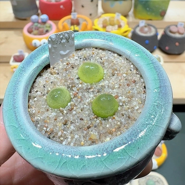 红陶蘑菇742拉登