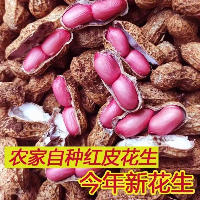 2025现挖新鲜四粒红皮红带花生当季泥湿农家自种红衣带壳鲜花生