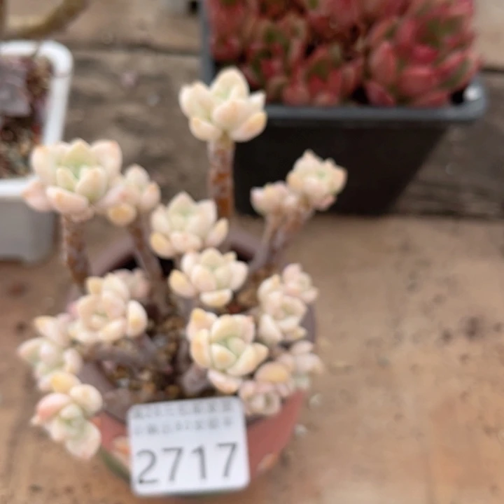 杨***洋大2717yhjfhhghuhhj