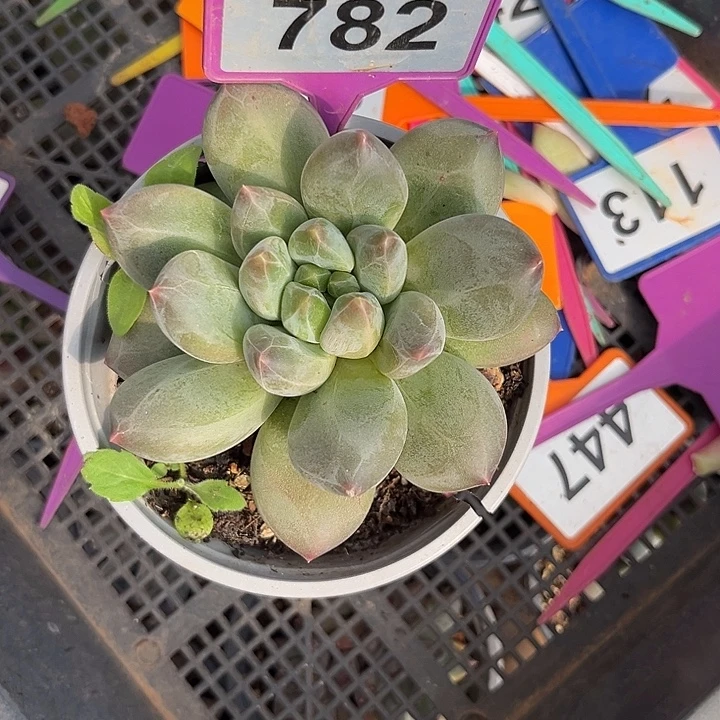 多肉植物胖体重楼782