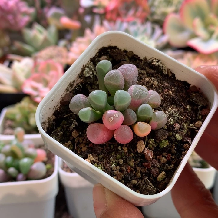 五十铃玉福利价有根