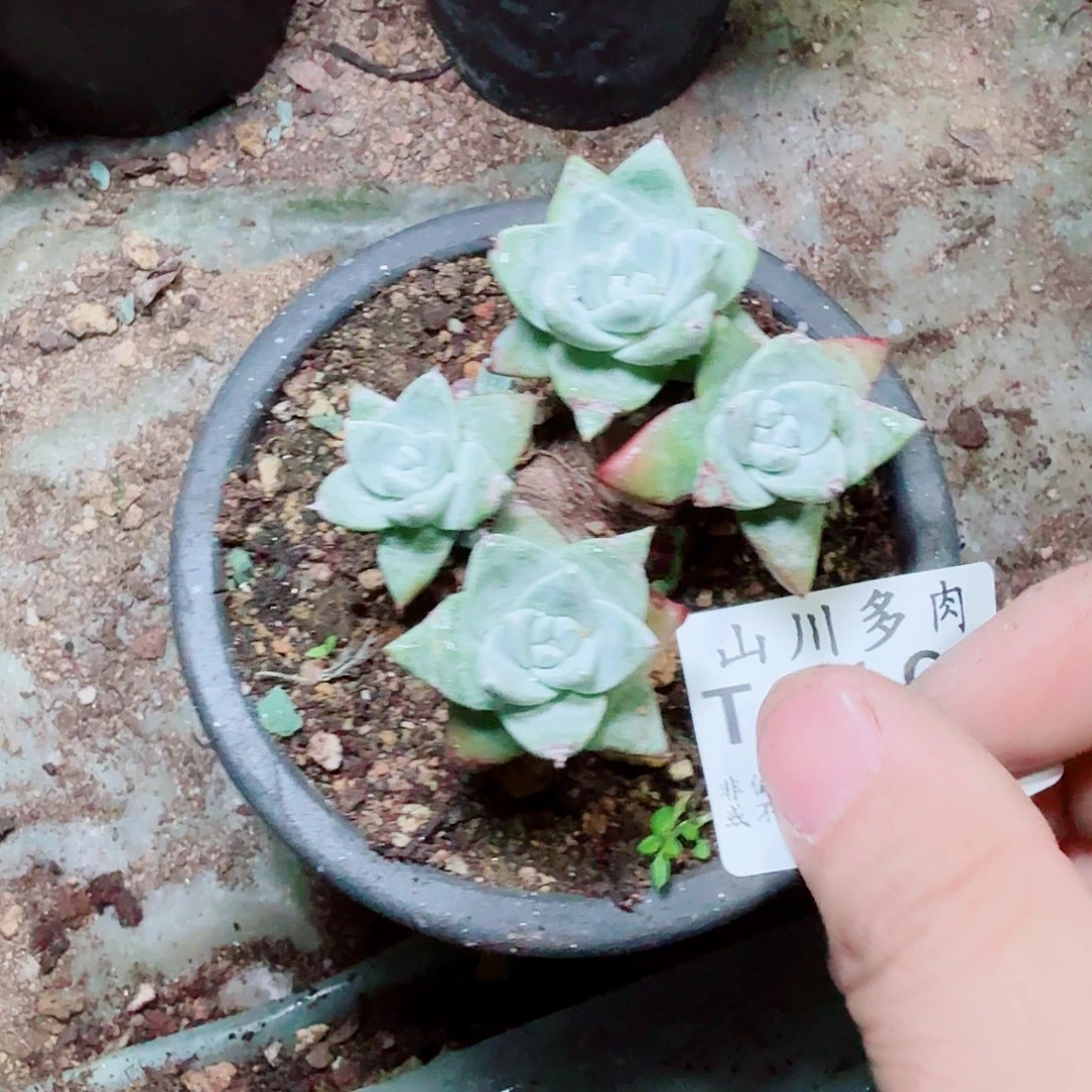3100法瑞苹果叶多肉