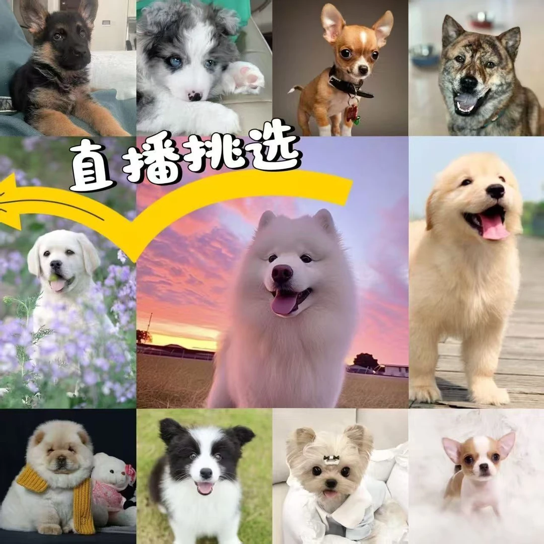 上海-活体宠物链接