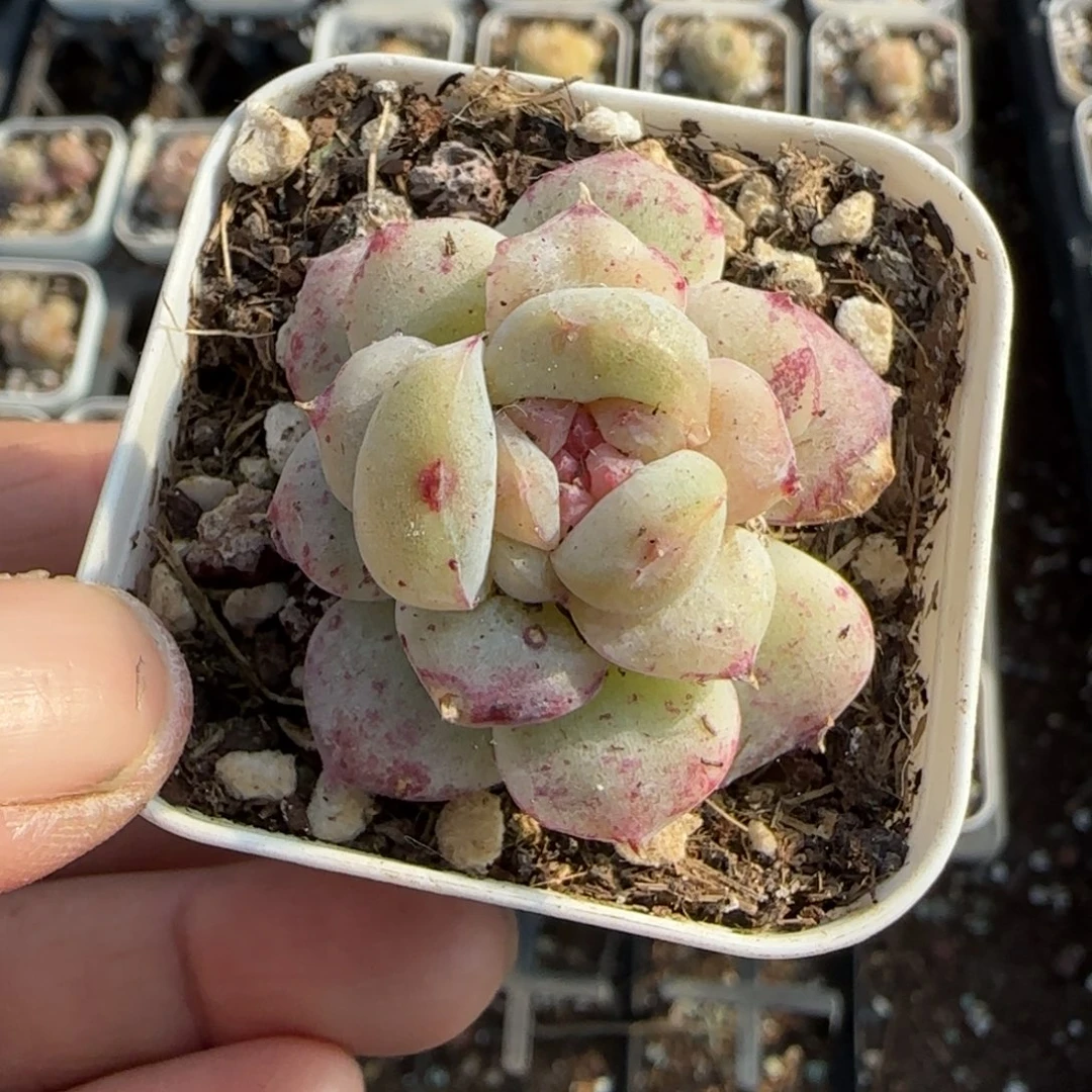 多肉小卡拉米糖心一物一拍