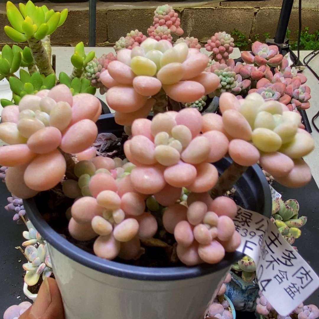 104洛可可10cm多肉