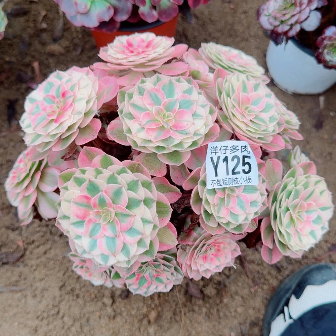 倾城125尺寸25左右2