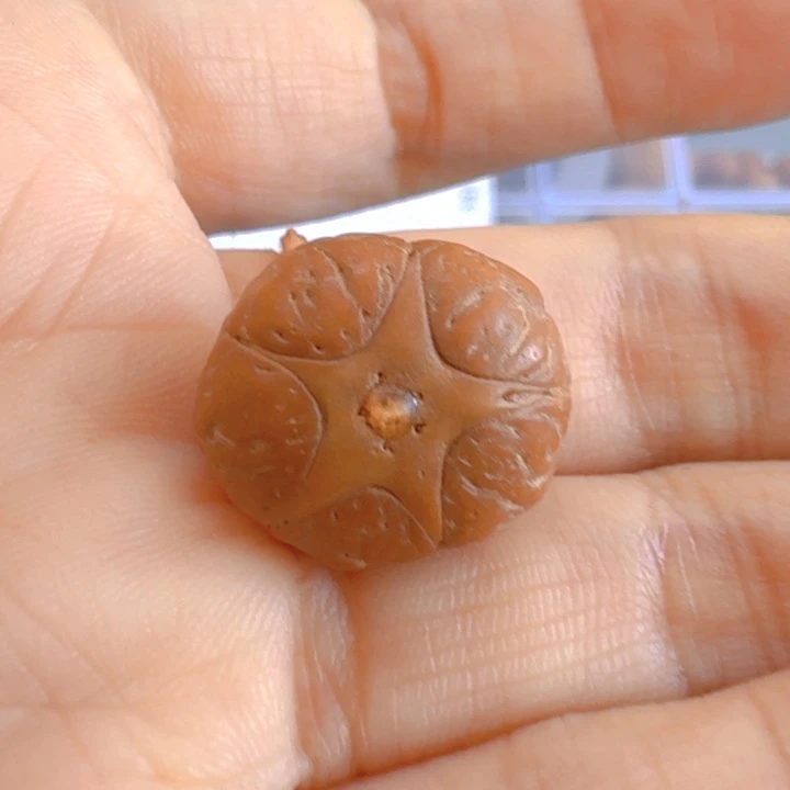 凤眼菩提手串17.5mm五星85@6876