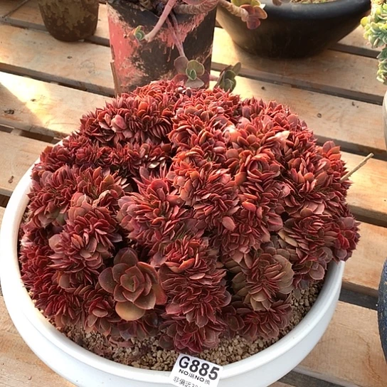 蒙娜丽莎缀化885 全场亏本处理默认微瑕7-8天发货