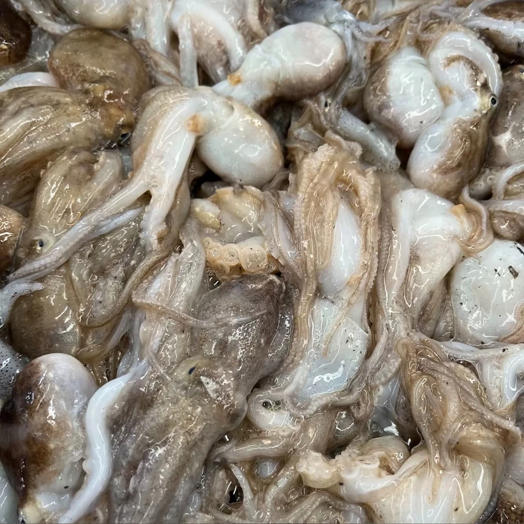 【短腿八爪鱼】3-4斤纯野生大连本地八爪鱼速冻发货顺丰包邮