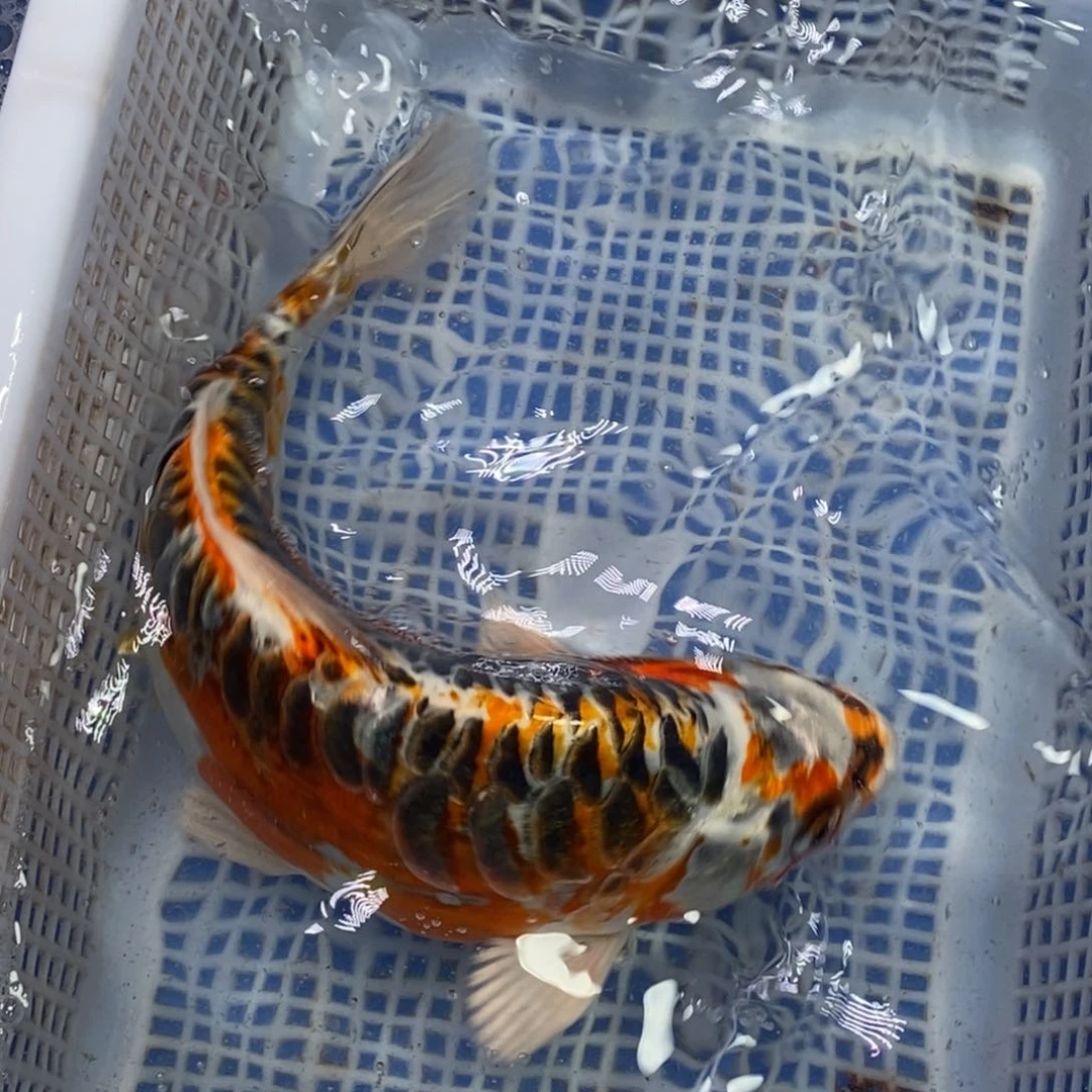 锦鲤冷水锦鲤包邮