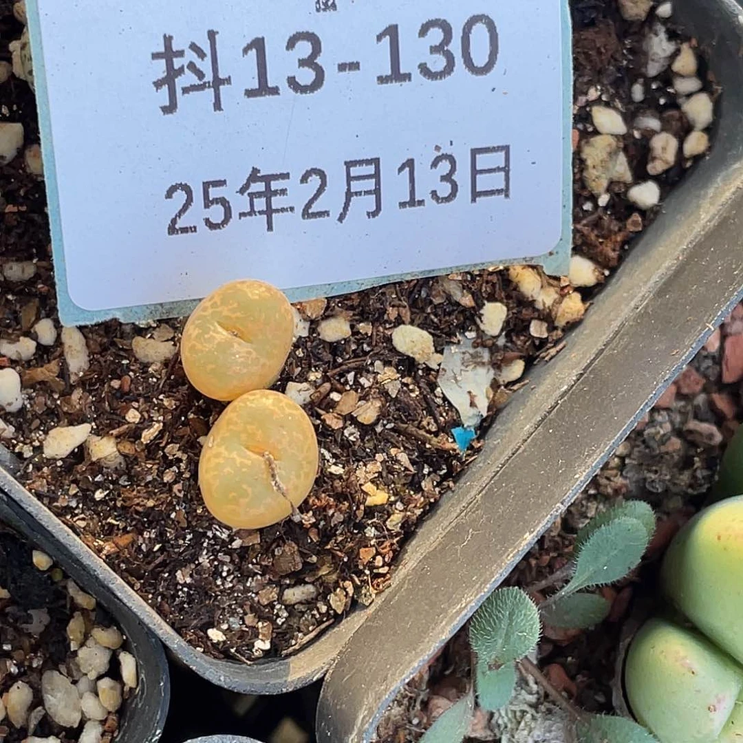 山*13-130肉锥多肉植物