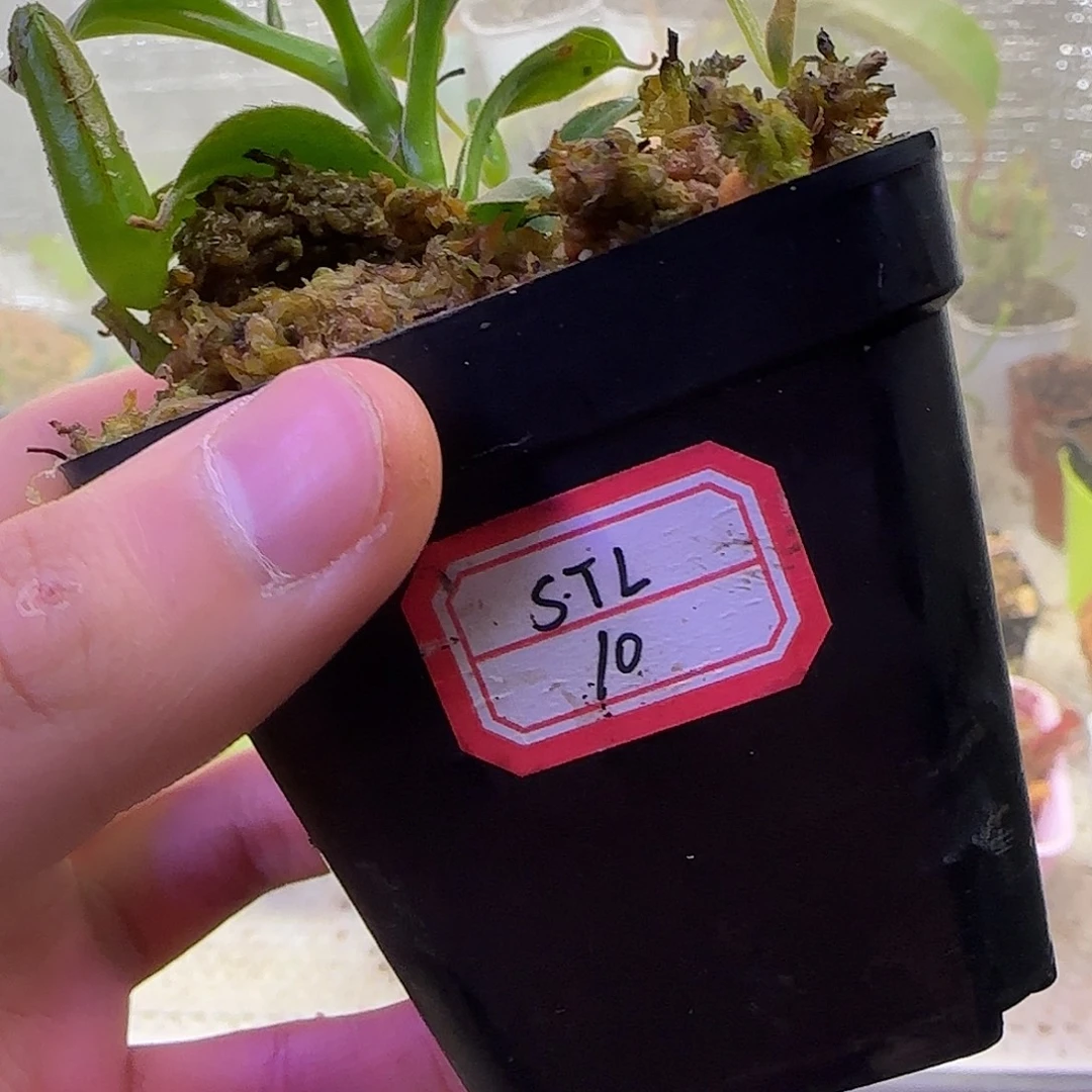 无花朵专拍猪笼草