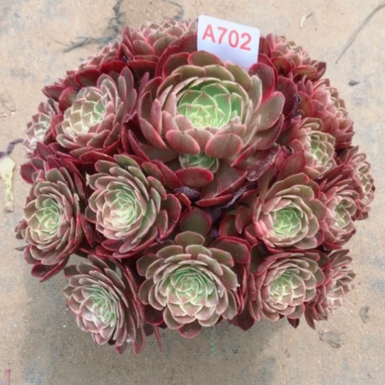 无花朵玻*猫702粉花妖